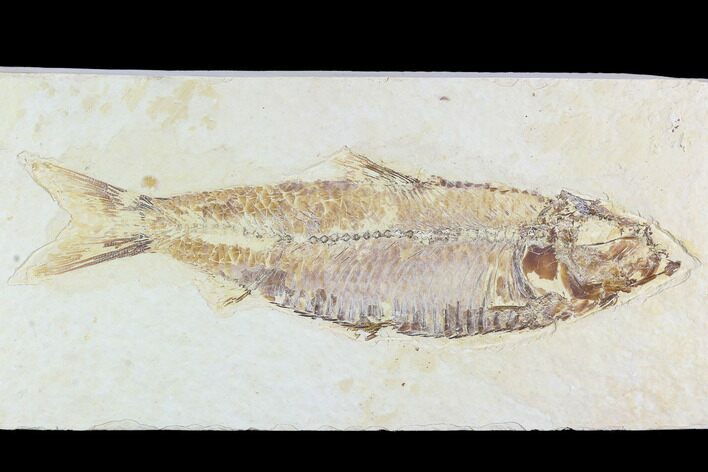 Fossil Fish Plate (Knightia) - Wyoming #108285